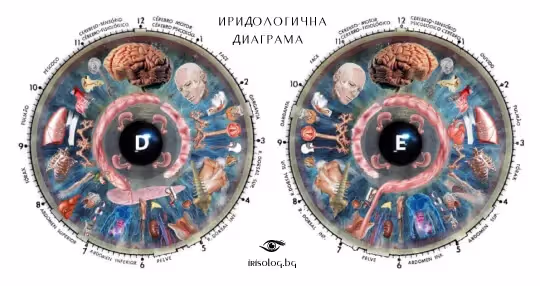 Иридологична диаграма на ирисите - irisolog.bg Иридологична диаграма на ирисите - irisolog.bg
